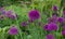 Allium giganteum purple flower heads growing amongst oriental grasses at Trentham Estate, Stoke on Trent, UK.