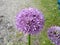 Allium `Gladiator`