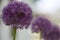 Allium Gladiator flower lineup