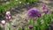Allium Gladiator flowers bloom in spring garden. Purple blossoms in landscape
