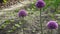 Allium Gladiator flowers blooming in spring garden. Purple blossoms in landscape