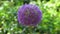 Allium `Globemaster` Flower, Also Called as Ornamental Onion