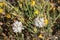 Allium Haematochiton Bloom - San Rafael Mtns - 051723