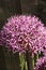 Allium hollandicum