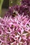 Allium hollandicum with bee