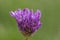 Allium hollandicum flowering springtime plant, group of purple persian ornamental onion flowers in bloom