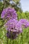 Allium hollandicum, group of purple persian ornamental onion flowers in bloom