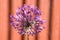 Allium hollandicum, group of purple persian ornamental onion flowers in bloom, red fence,