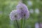 Allium hollandicum persian onion dutch garlic purple flowering plant, ornamental flowers in bloom