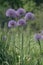 Allium hollandicum persian onion dutch garlic purple sensation flowering plant, ornamental flowers in bloom