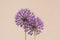 Allium hollandicum persian onion dutch garlic purple sensation flowering plant, ornamental flowers in bloom