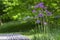 Allium hollandicum persian onion dutch garlic purple sensation flowering plant, ornamental flowers in bloom