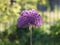 Allium hollandicum `Purple Sensation`