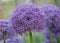 Allium hollandicum purple sensation flower