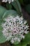 Allium karataviense Ivory Queen flower sphere with pinkish-white, star-shaped flowers