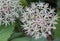 Allium karataviense Ivory Queen pinkish-white, star-shaped flowers