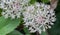 Allium karataviense Ivory Queen with pinkish-white, star-shaped flowers