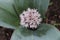 Allium karataviense ornamental onion flower in organic garden. Allium karataviense is an herbaceous, bulb-forming species. It