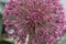 Allium karataviense Red and pink Giant, flower sphere in close-up