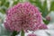 Allium karataviense Red and Pink Giant, flower sphere in dew