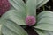 Allium karataviense Red and Pink Giant, flowering plant in dew