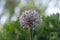 Allium karataviense turkistan onion beautiful ornamental flowering plant looks like big ball, group of white flowers in bloom