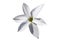 Allium moly `Jeannine`