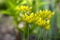 Allium moly yellow golden lily leek garlic flowers in bloom, ornamental garden springtime flowering plant