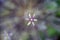 Allium, monocotyledonous, flowering plants