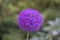 Allium, monocotyledonous, flowering plants