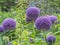 Allium, monocotyledonous, flowering plants