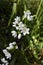 Allium neapolitanum flowerhead