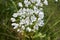 Allium neapolitanum flowerhead