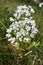 Allium neapolitanum flowerhead