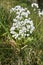 Allium neapolitanum flowerhead