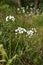 Allium neapolitanum flowerhead