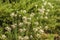 Allium Nigrum or black garlic and juniper