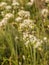 Allium Nigrum or black garlic. Selective focus on blurred background