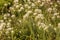 Allium Nigrum or black garlic. Selective focus on blurred background