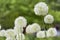 Allium Nigrum flowers at the botanical garden