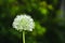 Allium, ornamental garlic inflorescence with numerous tiny flowers