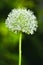 Allium, ornamental garlic inflorescence with numerous tiny flowers