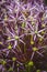 Allium, ornamental garlic inflorescence with numerous tiny flowers