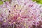 Allium, ornamental garlic inflorescence with numerous tiny flowers