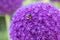 Allium, ornamental Onion, purple flower head close-up