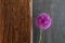 Allium Ornamental Onion Violet Showy Flower Head Driftwood
