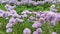 Allium plant. Purple decorative flowers.