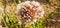 Allium polyanthum Flowers with seeds