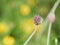 allium polyanthum. Multi flowered garlic, is a Mediterranean species of wild onion originating in Spain