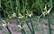 Allium proliferum multistage onion